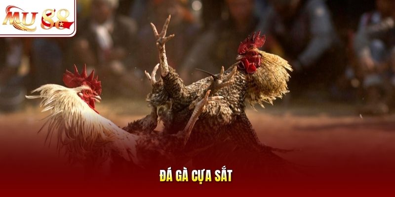 Đá gà cựa sắt Đá gà cựa sắt
