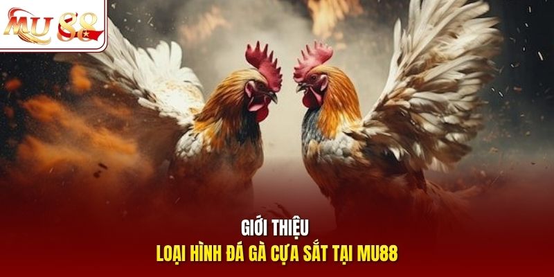 Giới thiệu loại hình đá gà cựa sắt tại mu88 Giới thiệu loại hình đá gà cựa sắt tại mu88