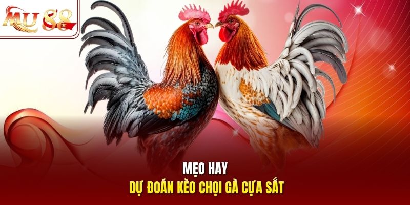Mẹo hay dự đoán kèo chọi gà cựa sắt Mẹo hay dự đoán kèo chọi gà cựa sắt