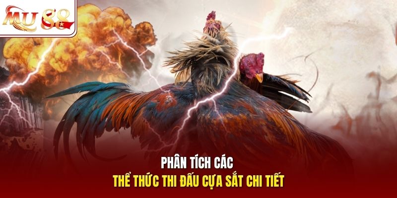 Phân tích các thể thức thi đấu cựa sắt chi tiết Phân tích các thể thức thi đấu cựa sắt chi tiết