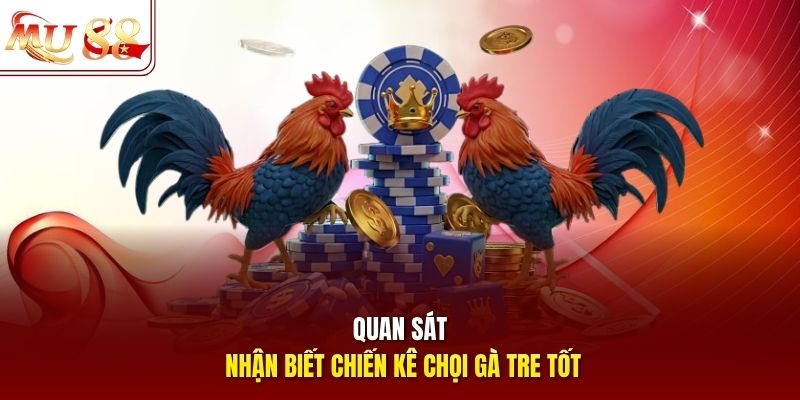 Quan sát nhận biết chiến kê chọi gà tre tốt